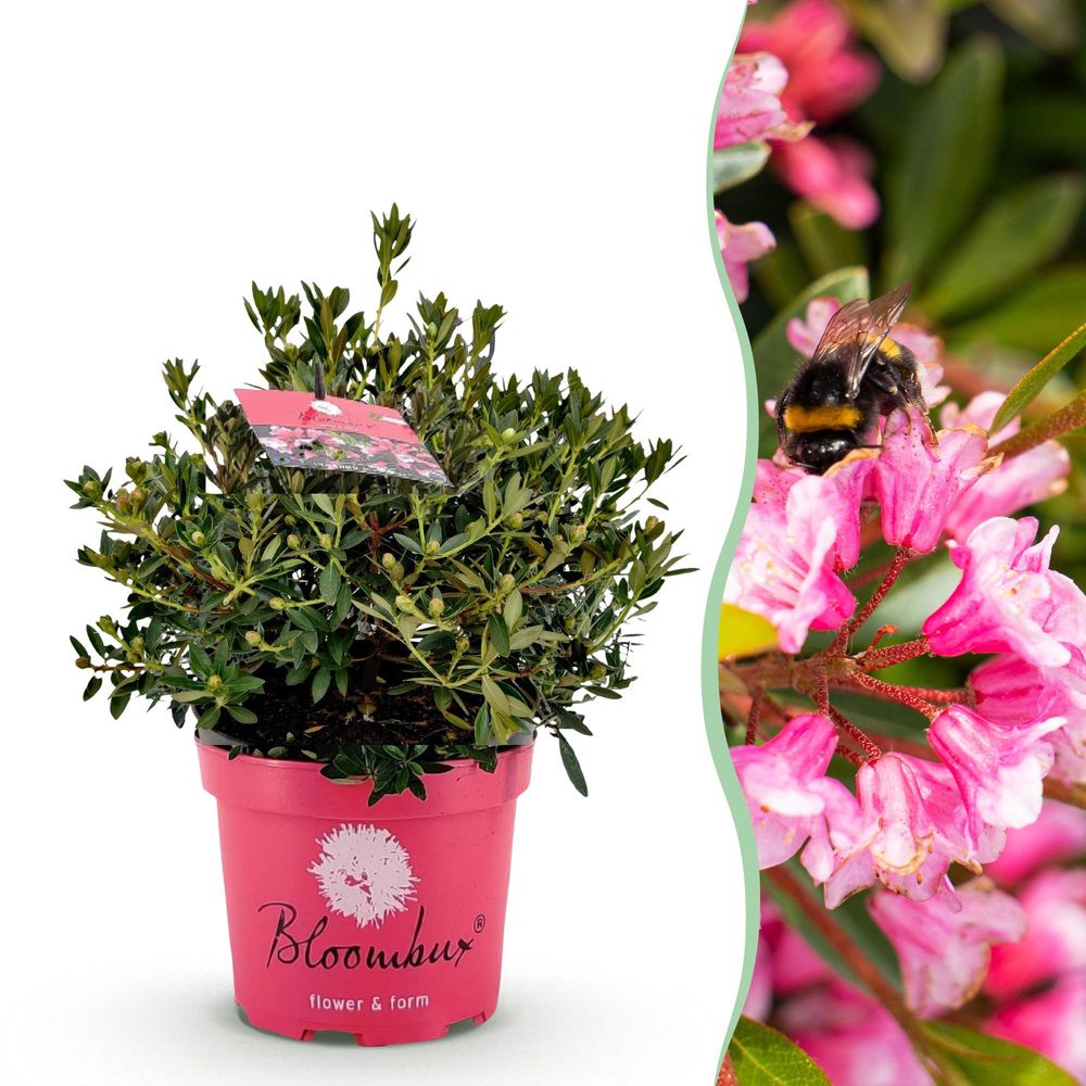 Rhododendron - pot 23 cm - hauteur 50 cm