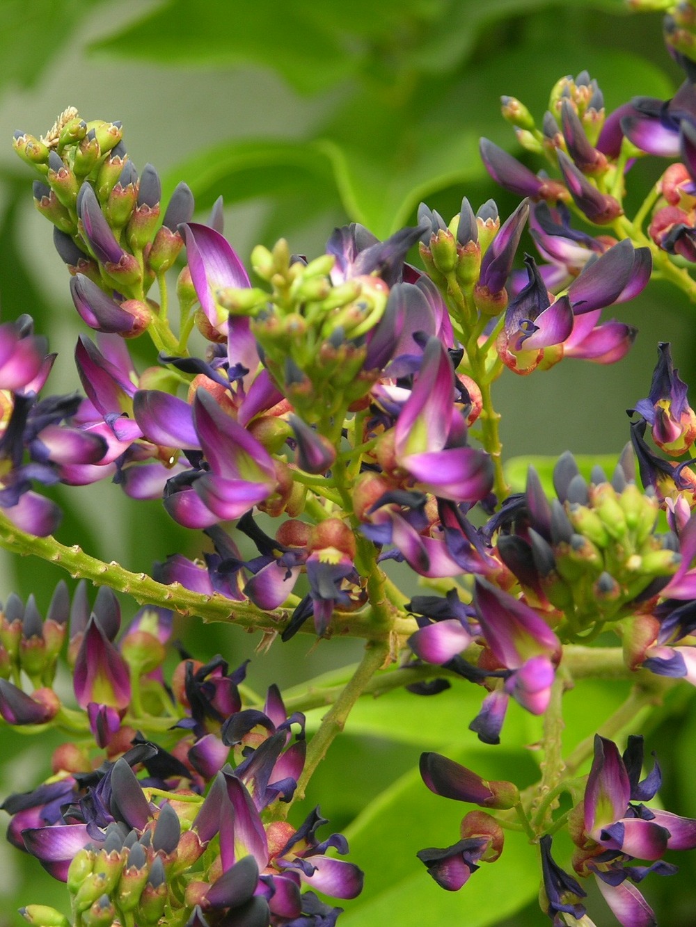 Glycine d'été pot de 2l/3l, plant greffé de + de 18 mois