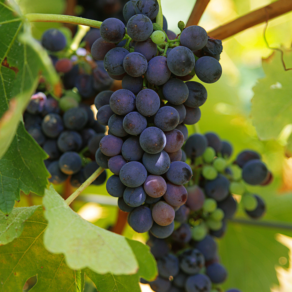 Vigne 'marechal foch' pot de 2l/3l