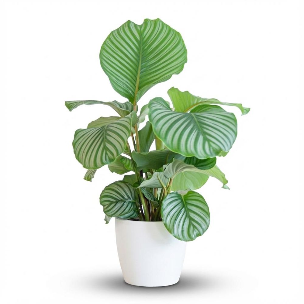 Calathea orbifolia - pot de 21cm - hauteur 60 - 70cm