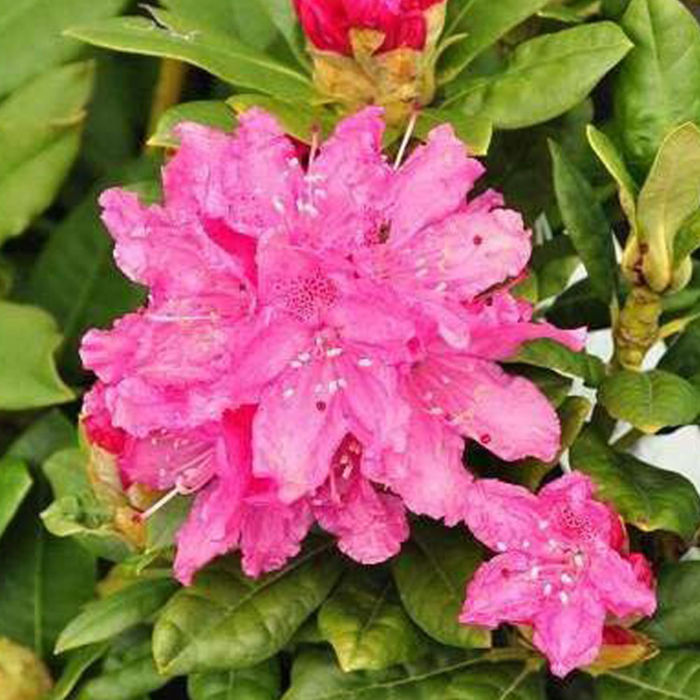 Rhododendron 'rocket' 40-50 cm pot fleurs rouge vif
