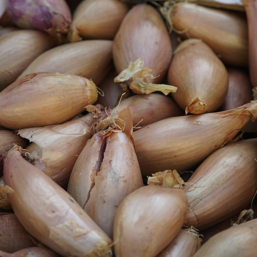 Plants d'échalotes jermor sachet de 250 grammes
