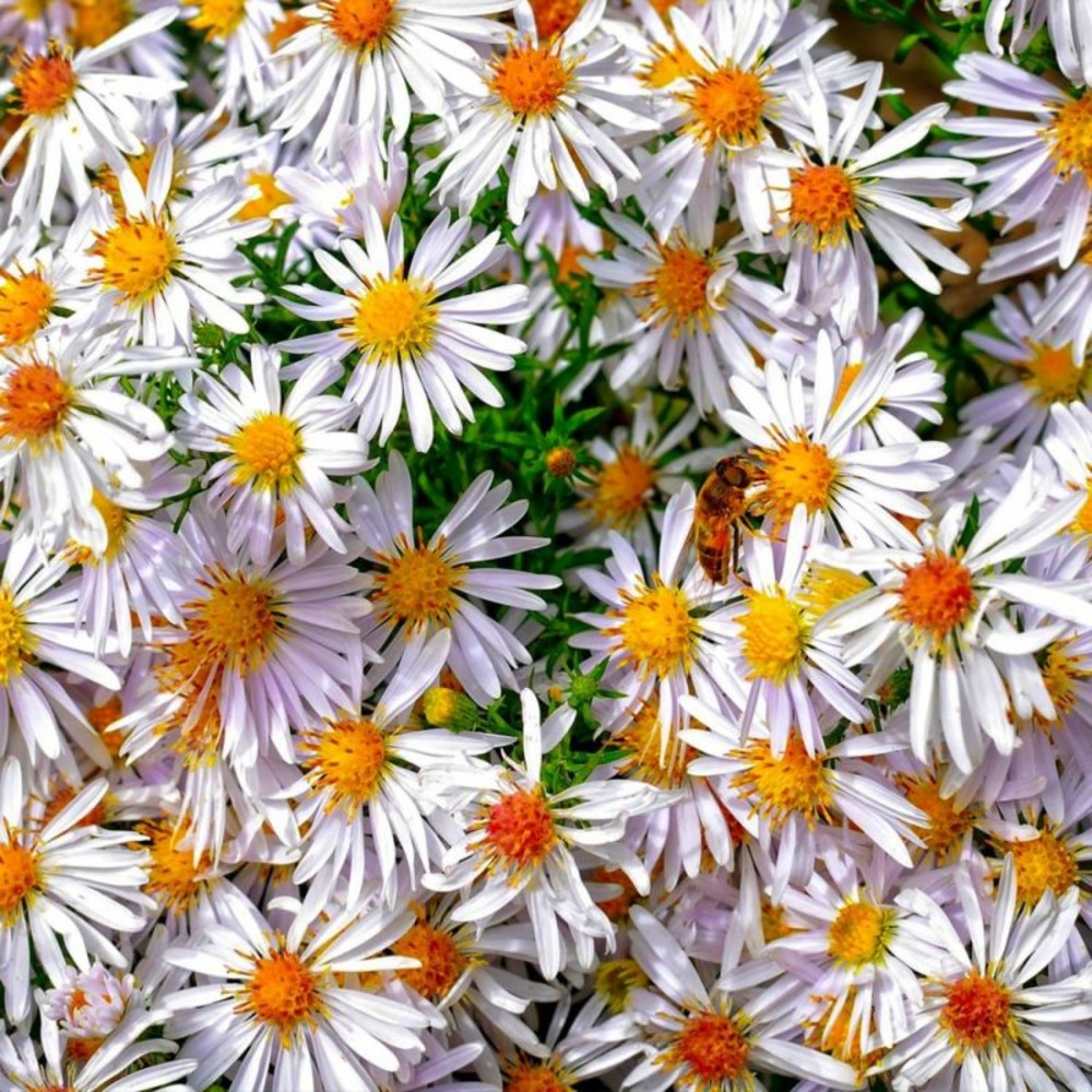 2 Asters Tongolensis 'Wartburgstern' - Ven…