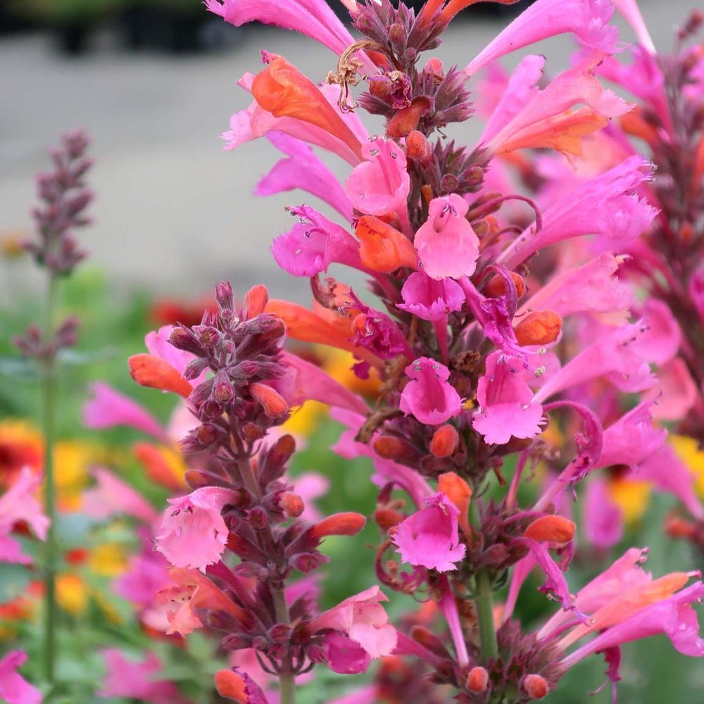 Agastache 'kudos ambrosia' godet de 8/9 cm