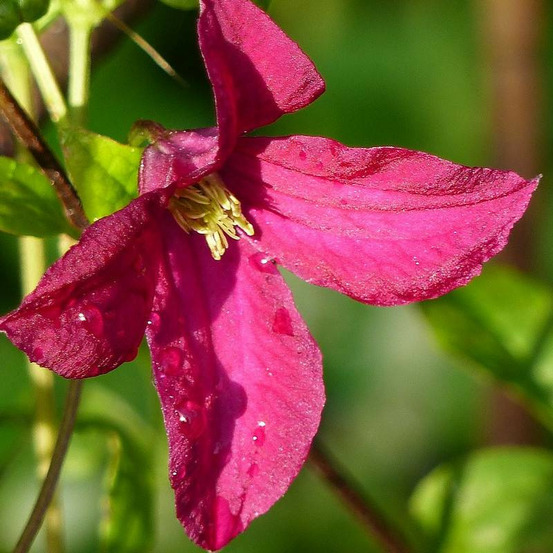 Clématite viticella rubra pot de 1,5l - tuteur bambou 30/60 cm