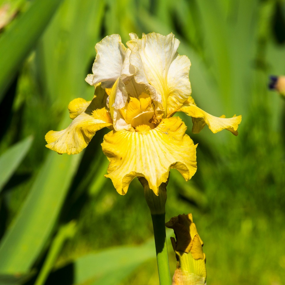 2 iris de jardin sangreal - le paquet de 2 racines nues