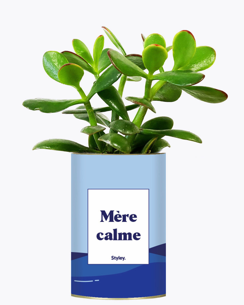 Plante drôle - mère calme - cactus