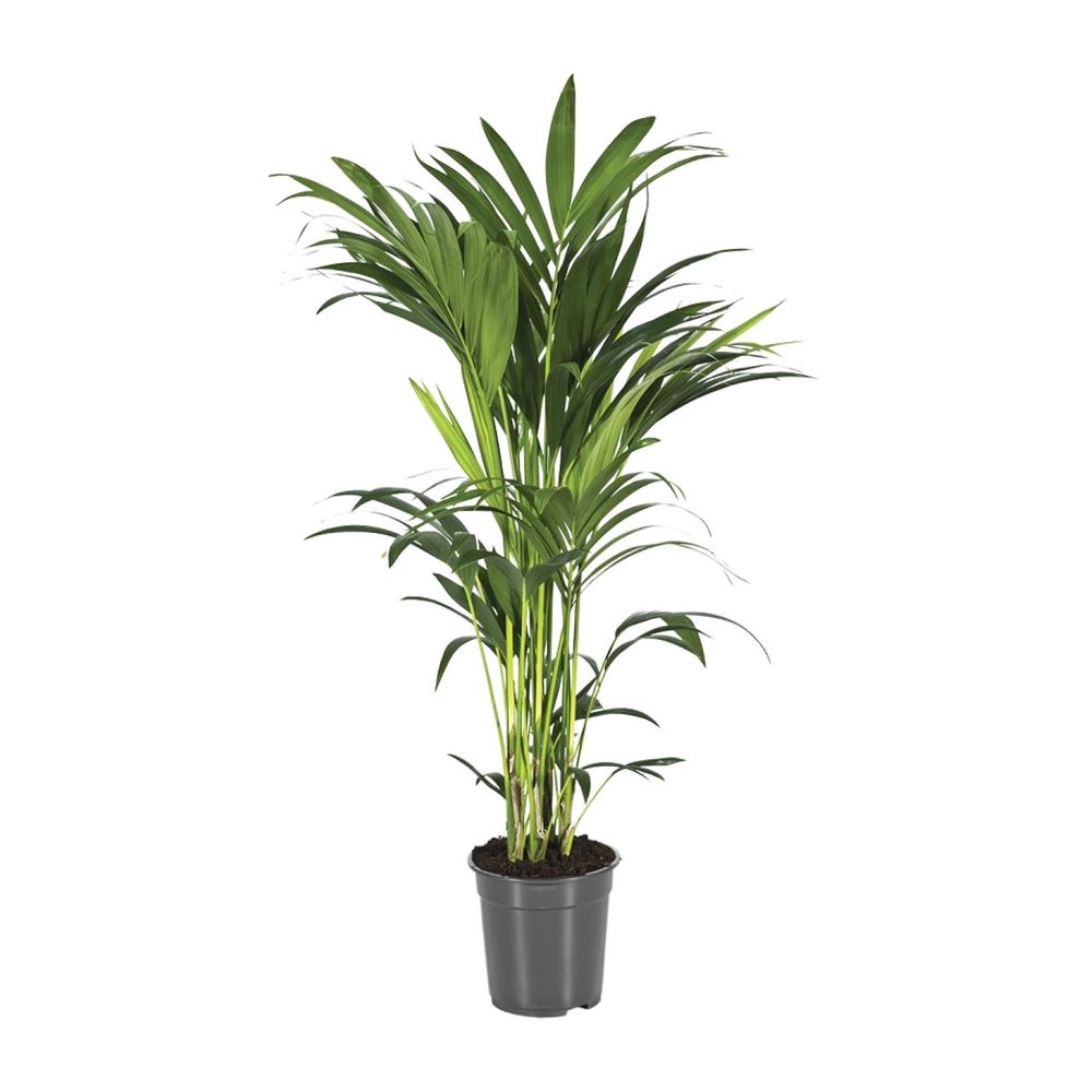 Howea forsteriana - ø21cm - ↕110cm - plantes d'intérieur