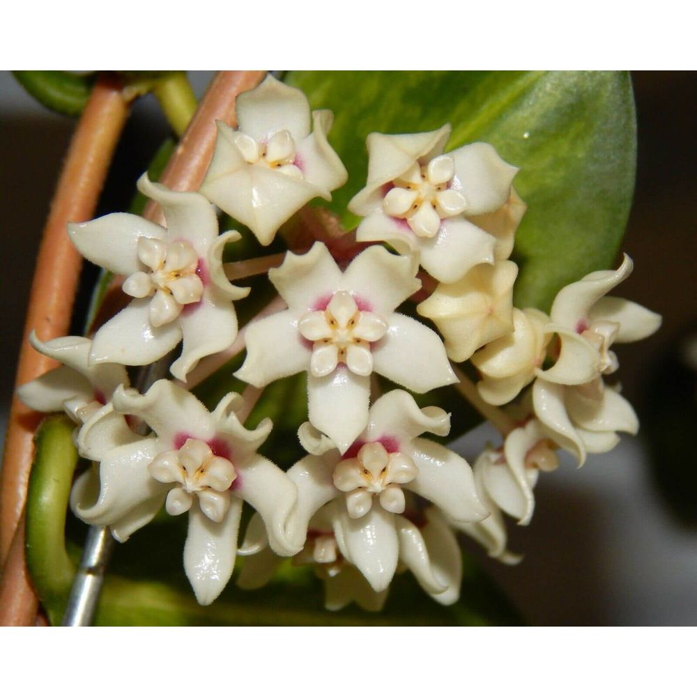 Hoya australis blondie - pot de 6cm