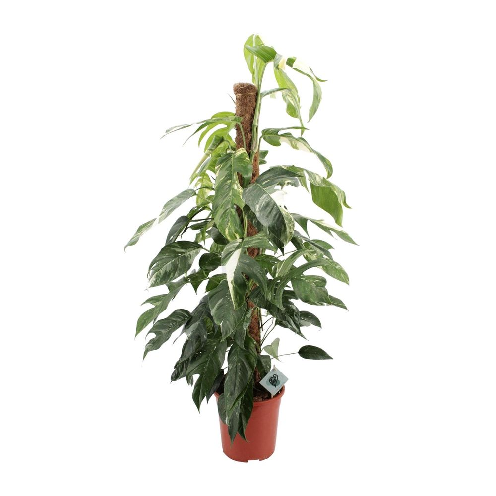 Epipremnum pinnatum albo variegata - ø24cm - ↕125cm - plantes d'intérieur