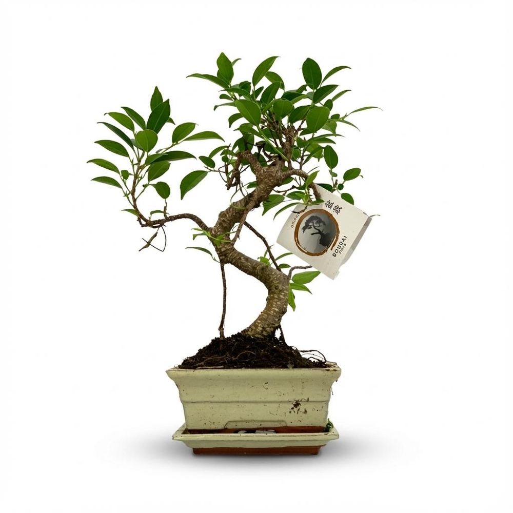 Bonsai s - pot de 15cm - hauteur 30-35cm (mix céramique)