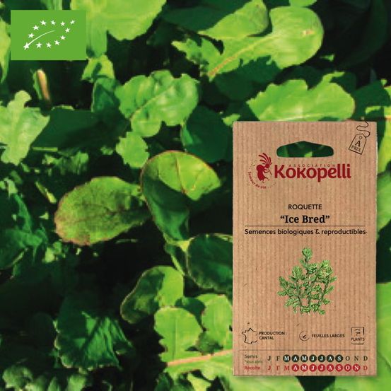 Roquette ice bred- graines bio à semer