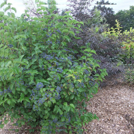 Viorne dentée 'blue muffin' pot de 12l/15l