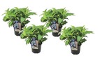 Hydrangea 'lueur d'été' - set de 4 - hortensia - pot de 19cm - hauteur 25-40cm