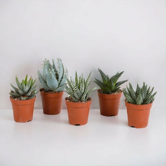 Coffret gasteria, haworthia - lot de 5 plantes, h13cm