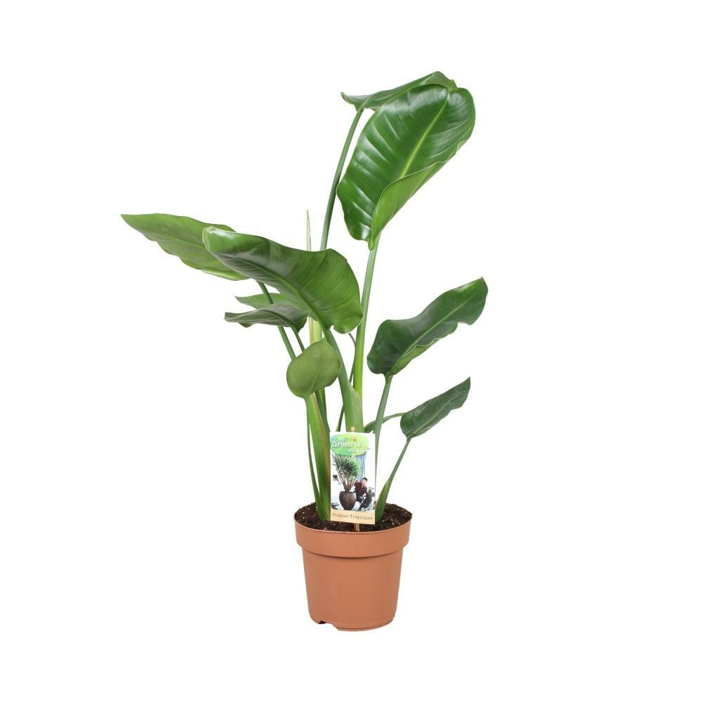 Strelitzia nicolai - h60 cm - ø17 cm