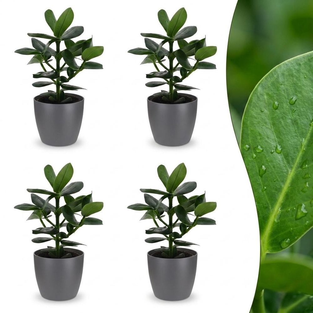 Clusia princess - clusia - pot de 12cm - plantes d'intérieur