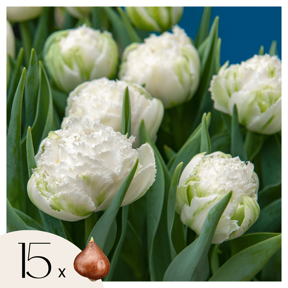 Tulipe - set de 15 - tulipa 'snow crystal' - bulbes à fleurs - blanc