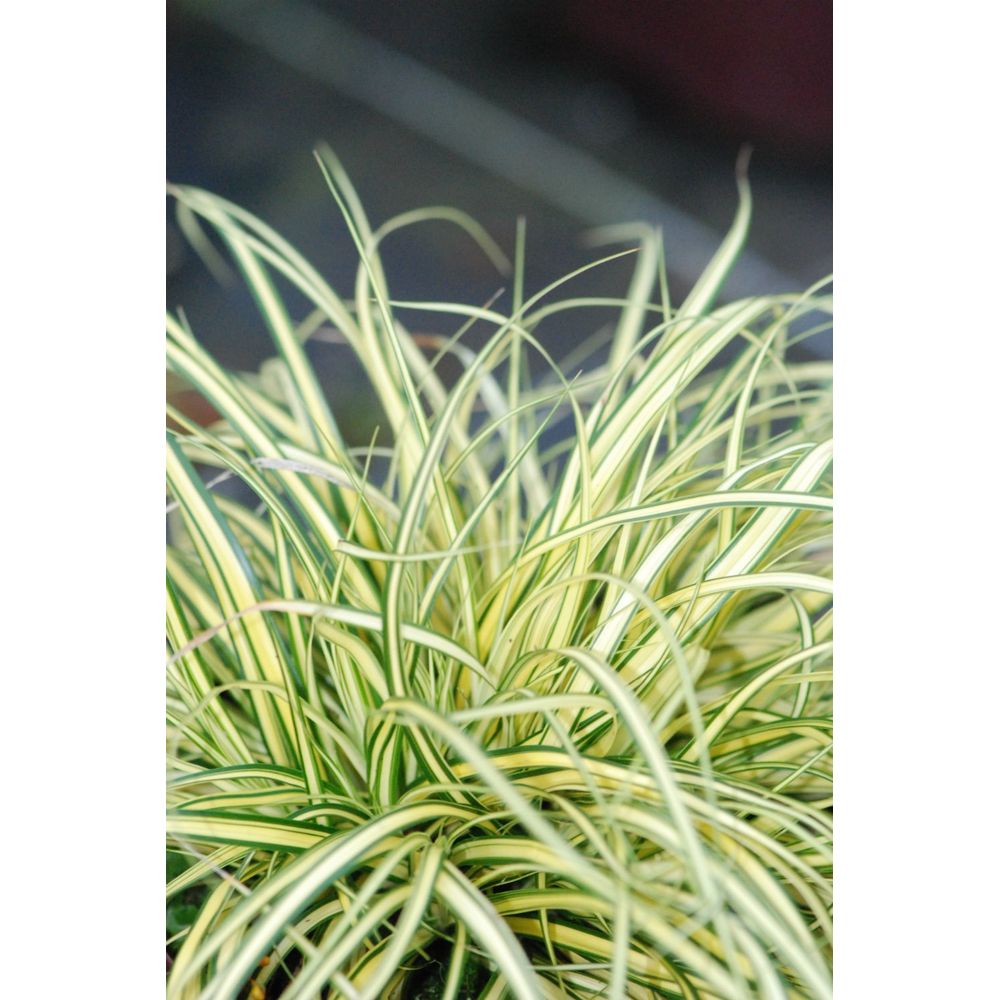 Laîche evercolor ? 'everoro' - en pot de 3 litres