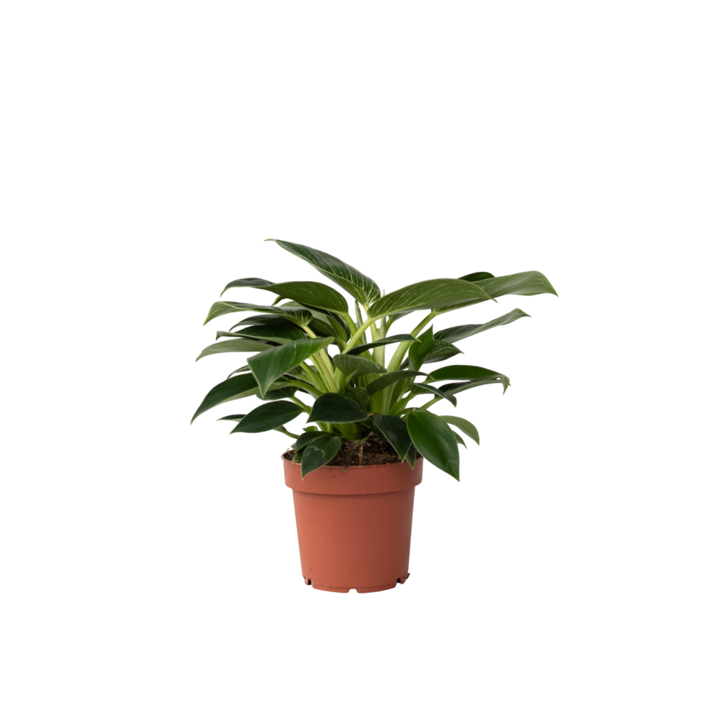 Plante verte - philodendron 'white wave' - hauteur 25-40cm - ⌀12cm