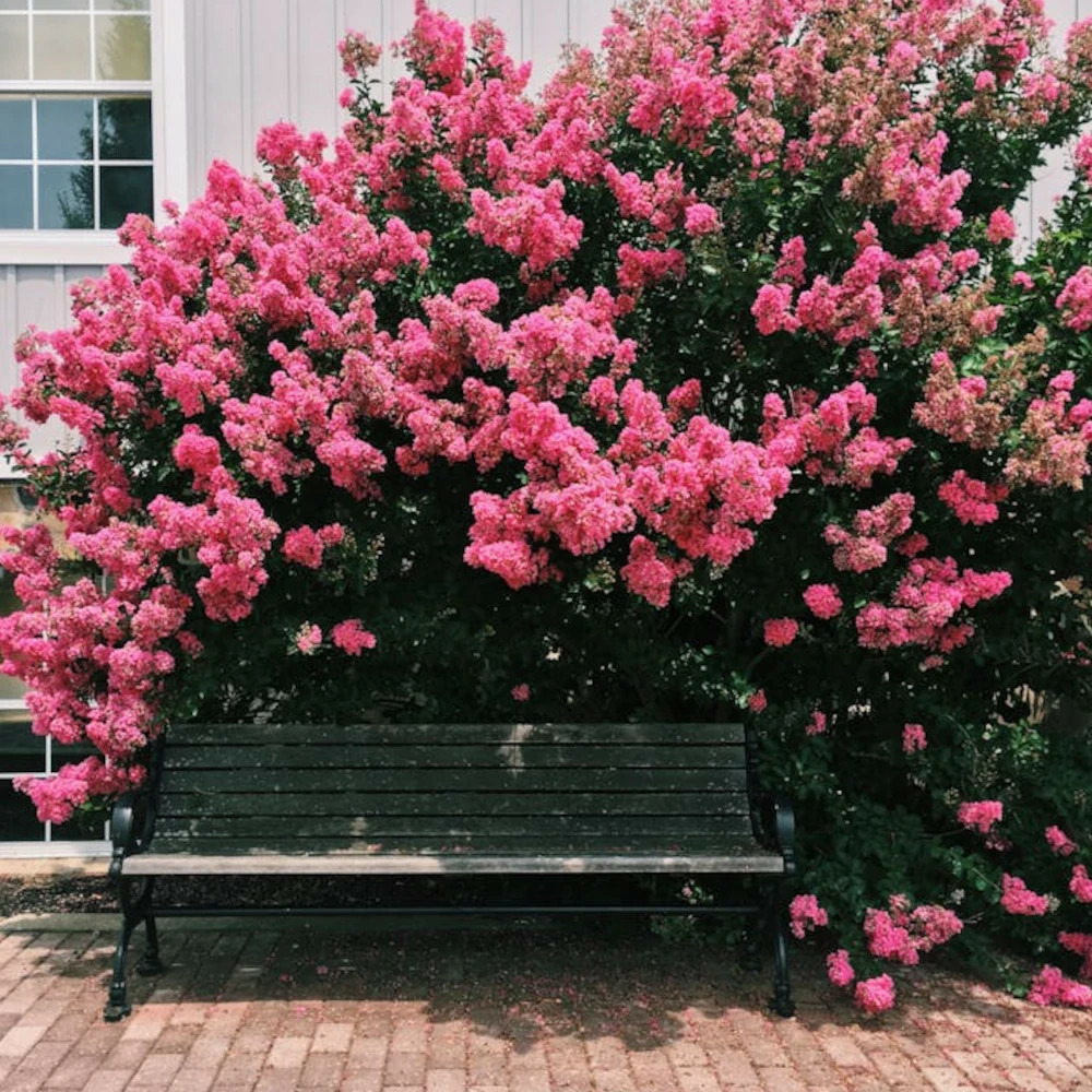 Lilas des indes souvenir d'andré desmartis, lagerstroemia pot de 3l - touffe