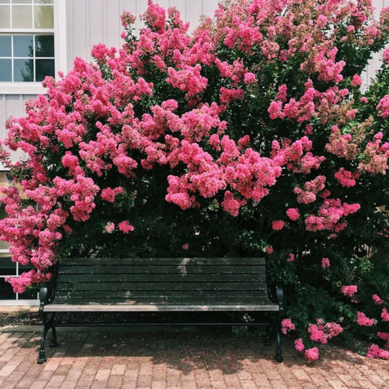 Lilas des indes souvenir d'andré desmartis, lagerstroemia pot de 3l - touffe