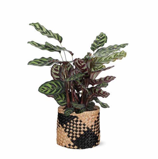 Calathea makoyana et son pot panier naturel noir - hauteur 70cm