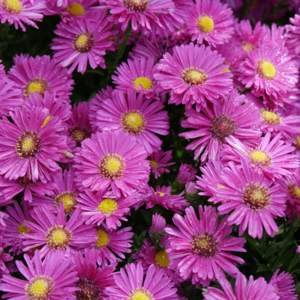 Aster nain - aster dumosus jenny - 15/20 cm godet de 9 cm - vert