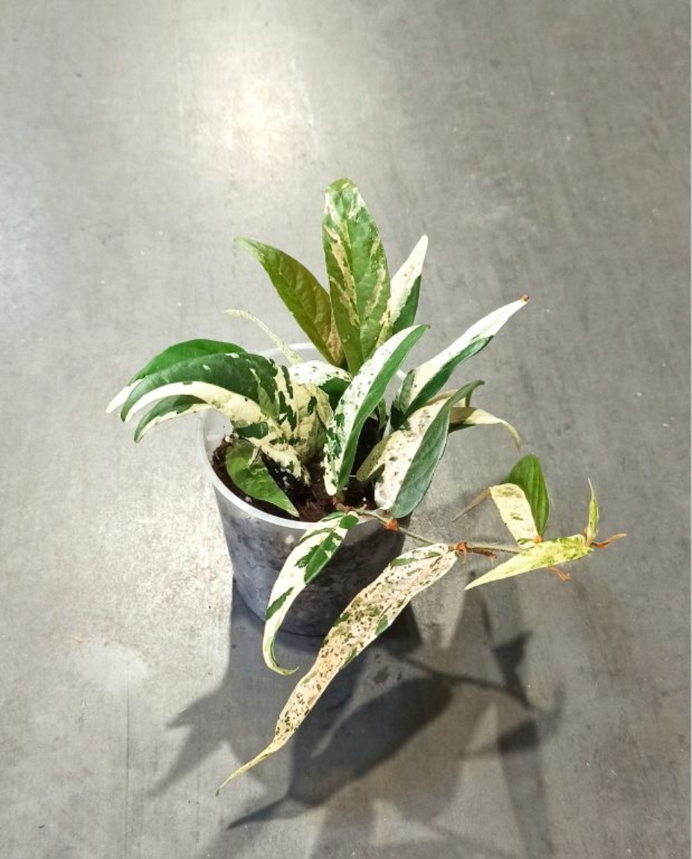 Ficus sagittata pink variegata d. 9cm h. 20cm - plante d'intérieur