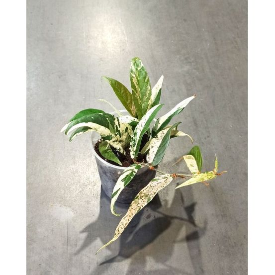 Ficus sagittata pink variegata d. 9cm h. 20cm - plante d'intérieur