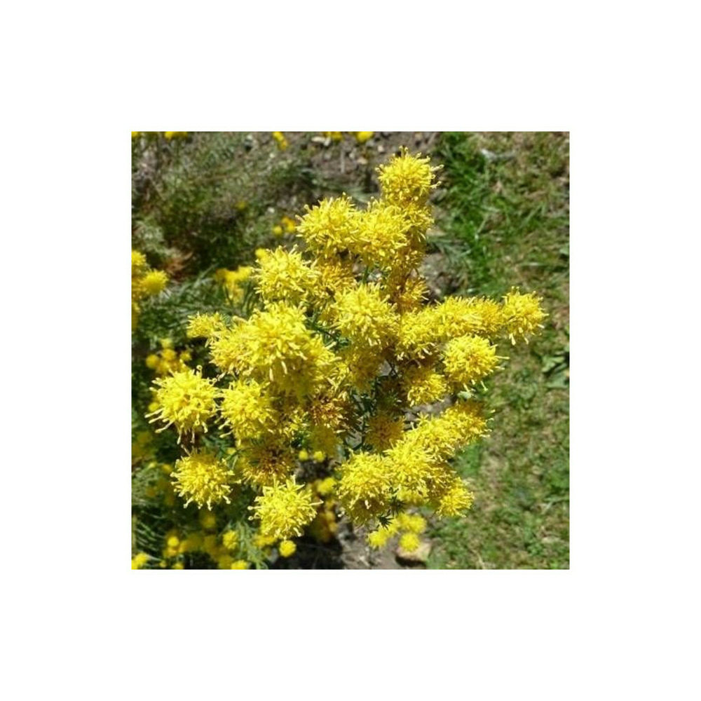 Aster d'été linosyris lot de 3 godets