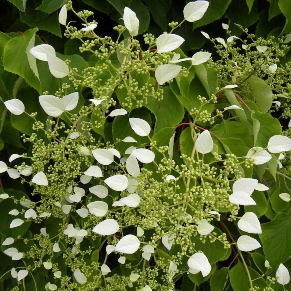 Hortensia grimpant hydrangeoïdes pot de 3l - echelle bambou 60/120 cm