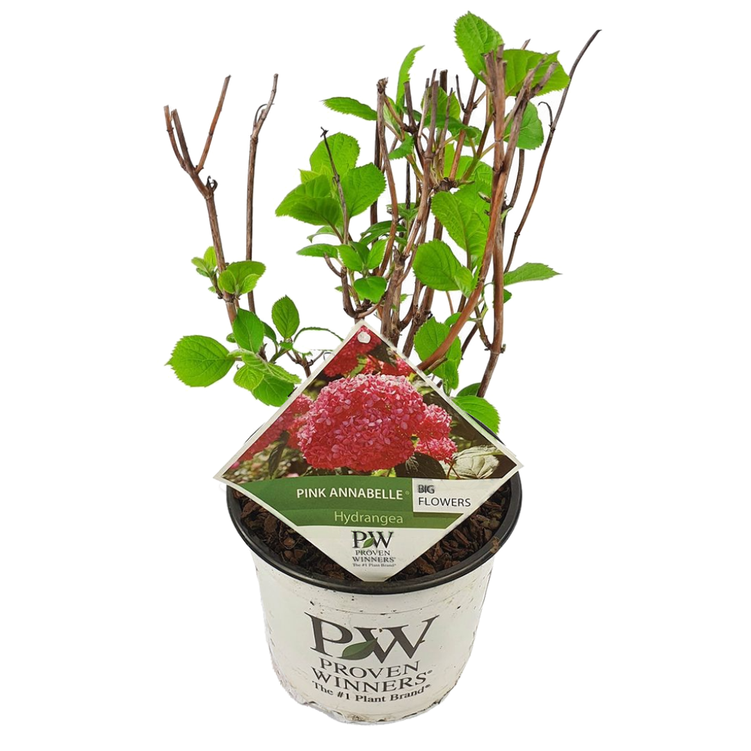 Hydrangea 'pink annabelle' - hortensia - plante de jardin - rose - dimensions du pot 19 cm - hauteur 40-50 cm