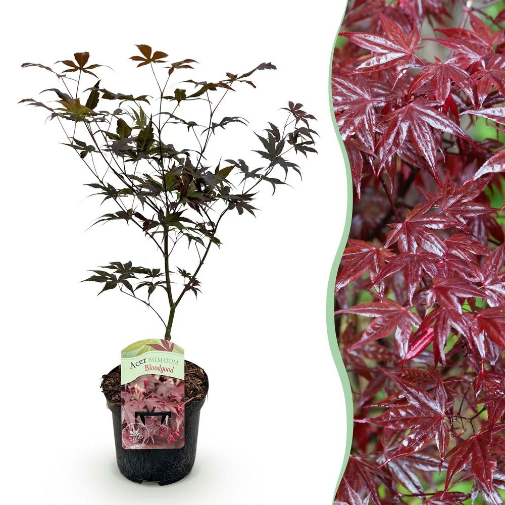 Érable du japon 'bloodgood' - pot 19 cm - hauteur 70 cm