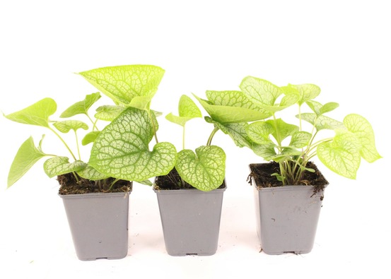 Brunnera pot 1 l
