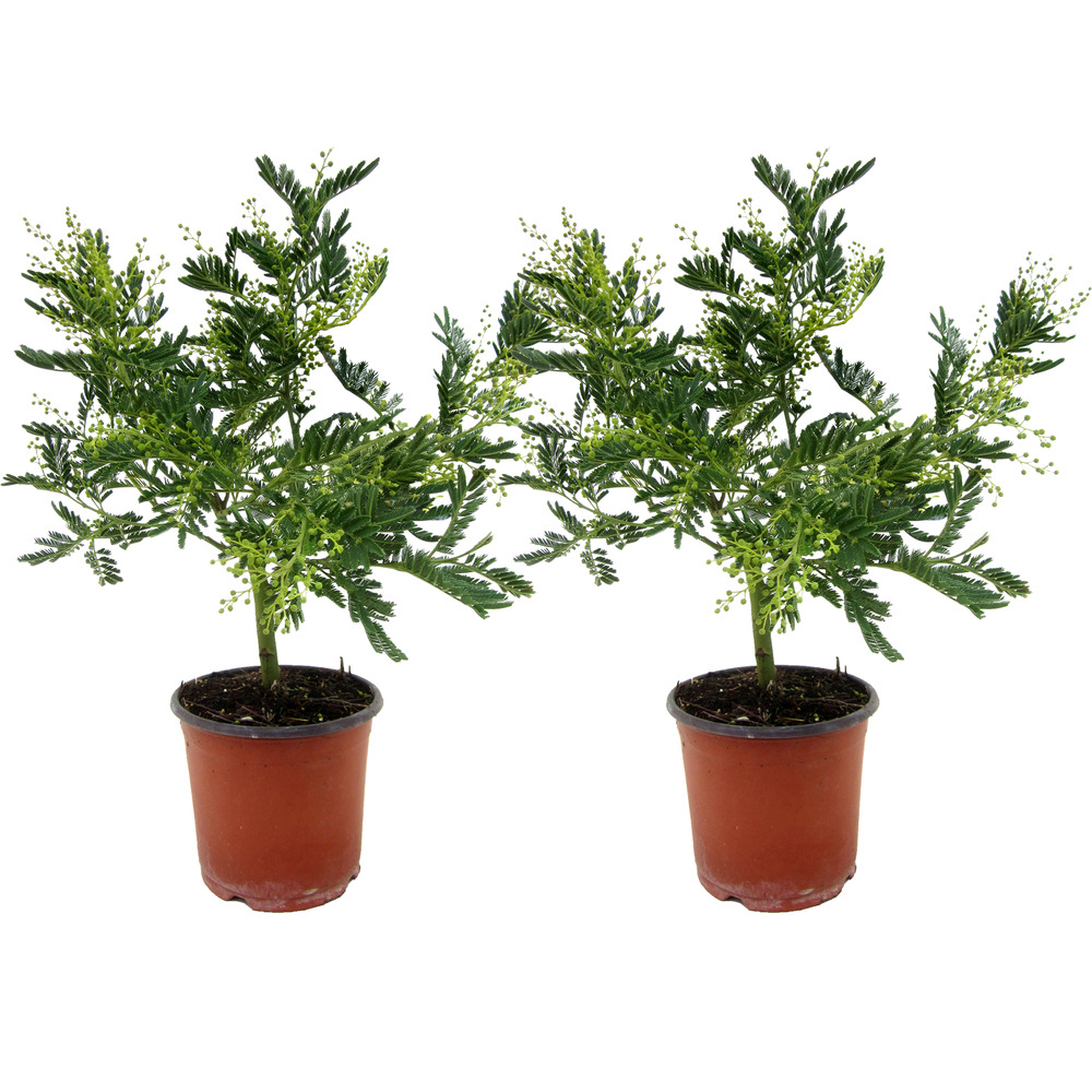 Fleur de mimosa - set de 2 - mimosa dealbata - hauteur 40-50cm - ⌀15cm