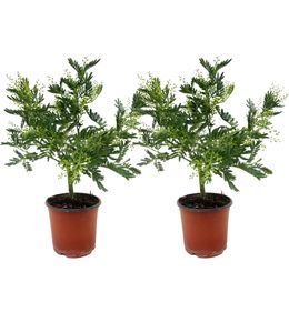 Fleur de mimosa - set de 2 - mimosa dealbata - hauteur 40-50cm - ⌀15cm