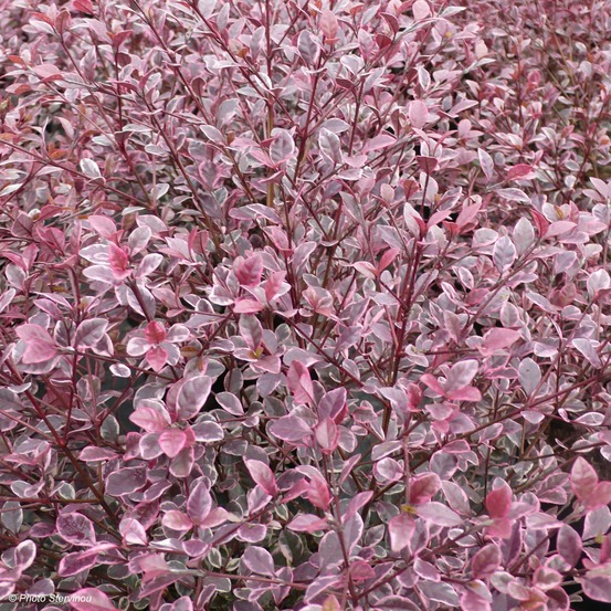 Lophomyrtus 'magic dragon' pot de 2l/3l