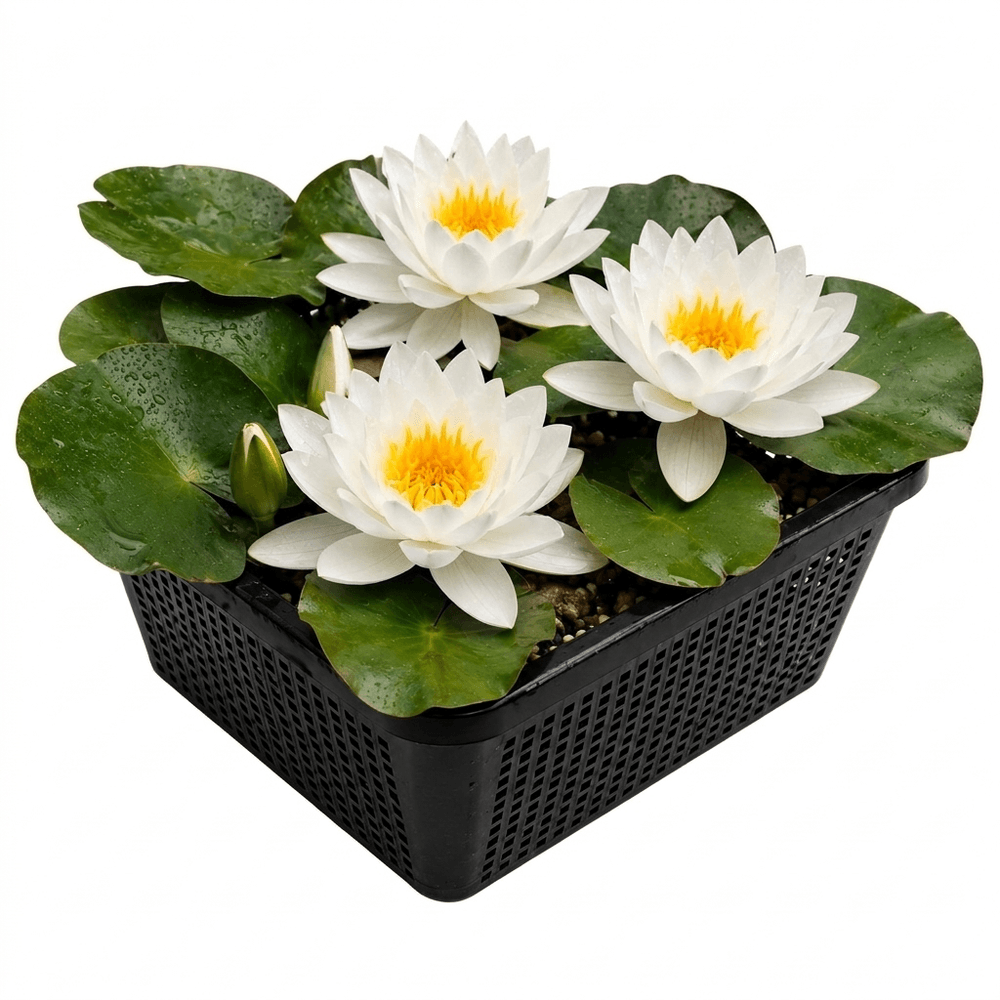 Nénuphar blanc nymphaea alba indigène - kit complet