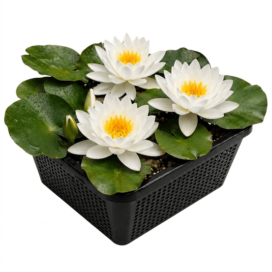 Nénuphar blanc - set complet - incl. Panier substrat gravier aliment
