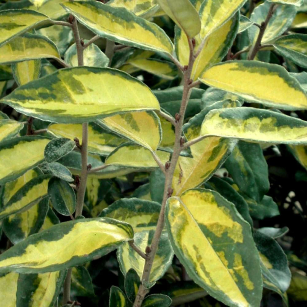 Elaeagnus panaché viveleg®, chalef pot de 3l - 40/60 cm