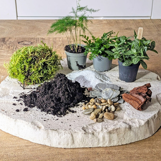 Kit recharge pour terrarium 3 plantes fittonia vert + asparagus + fougère