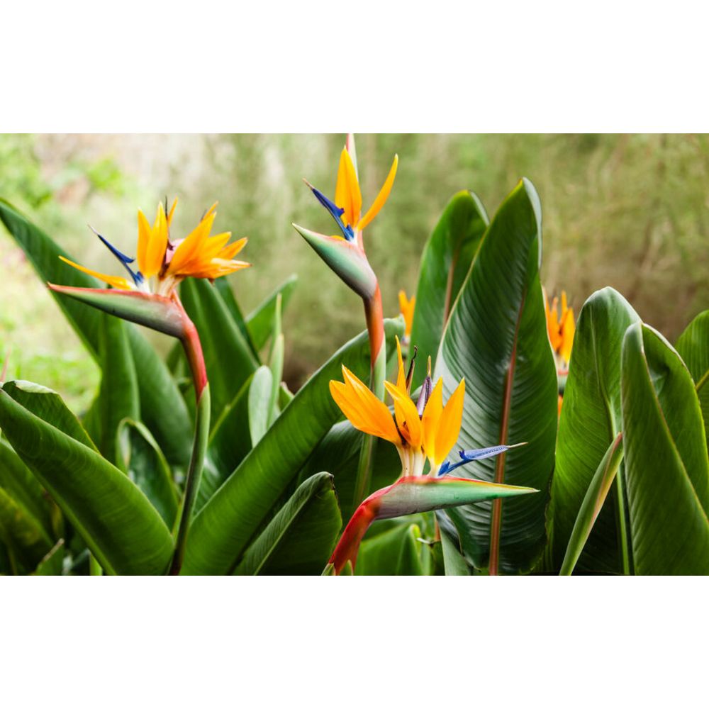 Strelitzia reginae - oiseau de paradis h-70/80cm