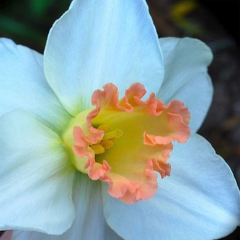 Narcisse 'skype' bulbe calibre 14/16 (par 6)