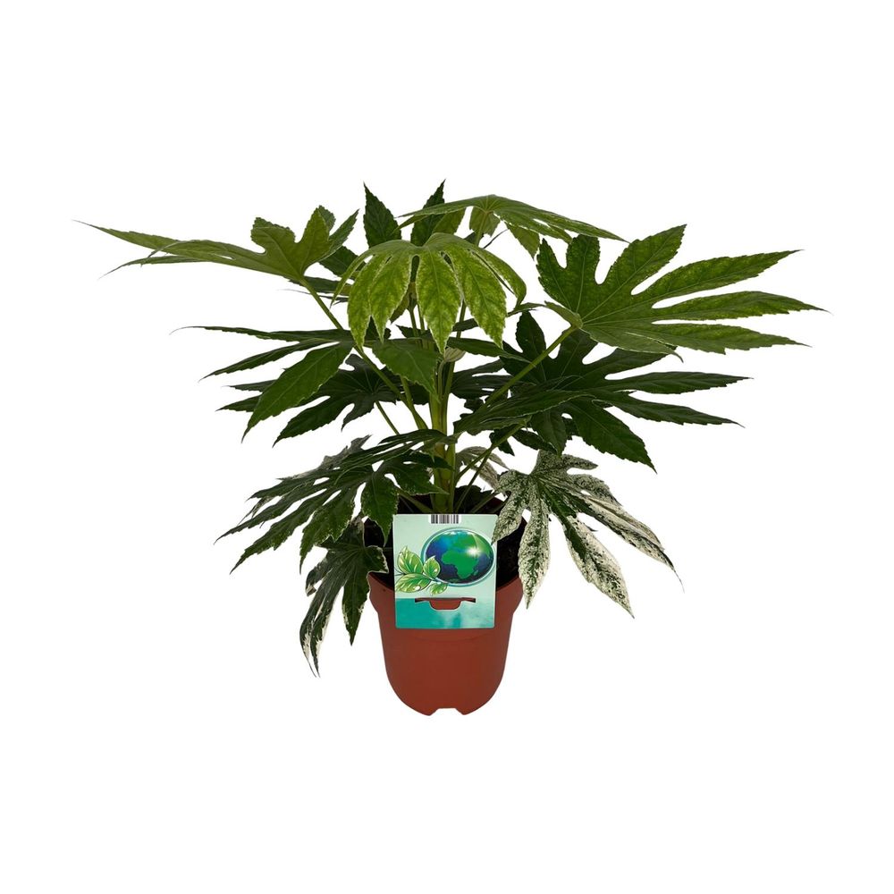 Fatsia japonica variegata - ø19cm - ↕60cm - plantes d'intérieur
