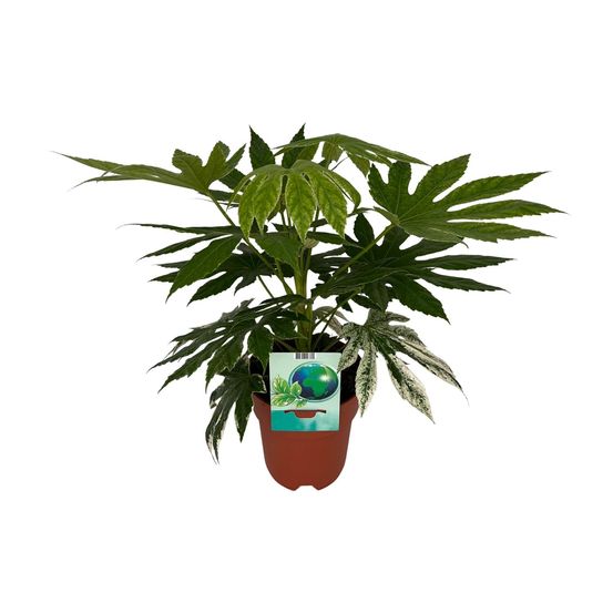 Fatsia japonica variegata - ø19cm - ↕60cm - plantes d'intérieur