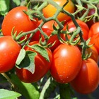 3 plants de tomate olivette roma, les 3 plants / ø 10.5cm