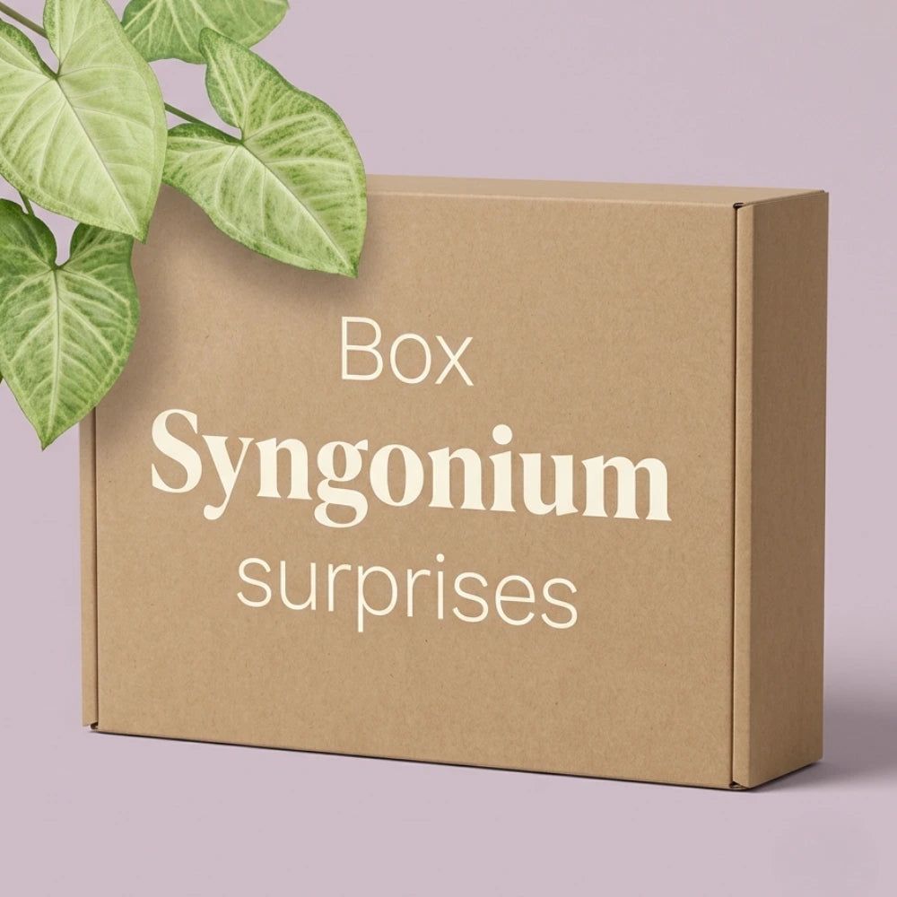 Box syngonium mystère - pack syngonium surprises - 3 syngonium surprises