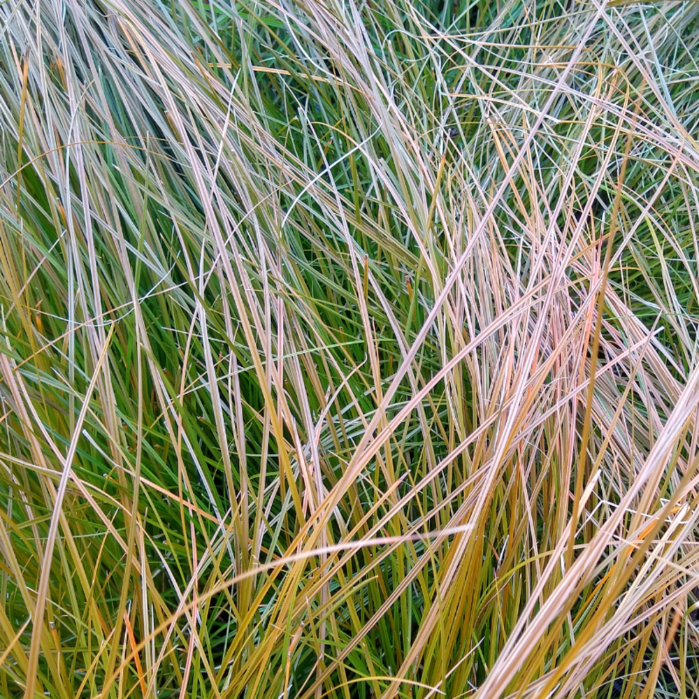 Laîche testacée lime shine - carex testacea lime shine 30/40 cm pot 3l