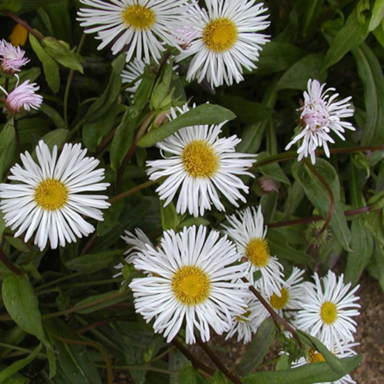 Vergerette sommerneuschnee lot de 3 godets